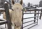 Pony of the Americas - Horse for Sale in West Townshend, VT 05359