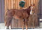 Oldenburg - Horse for Sale in Atikokan, ON P0T1C0