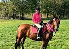 Trakehner - Horse for Sale in Louisville, KY 40023