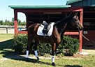 Thoroughbred - Horse for Sale in Williston/aiken, SC 29853