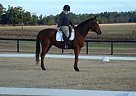 Thoroughbred - Horse for Sale in Williston/aiken, SC 29853