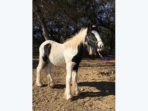 gypsy vanner plush