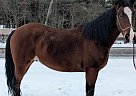 Other - Horse for Sale in North Bend, PA 17760