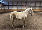 Quarter Horse - Horse for Sale in Grande Cache, AB T6J0V8