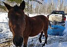 Bashkir Curly - Horse for Sale in Grand Marais, MN 55604