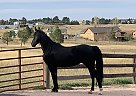 Missouri Fox Trotter - Horse for Sale in Tucson, AZ 8575