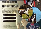 Paint - Horse for Sale in Landenberg, PA 19350